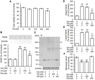 Pyridoxamine and Aminoguanidine Attenuate the Abnormal Aggregation of β-Tubulin and Suppression of Neurite Outgrowth by Glyceraldehyde-Derived Toxic Advanced Glycation End-Products